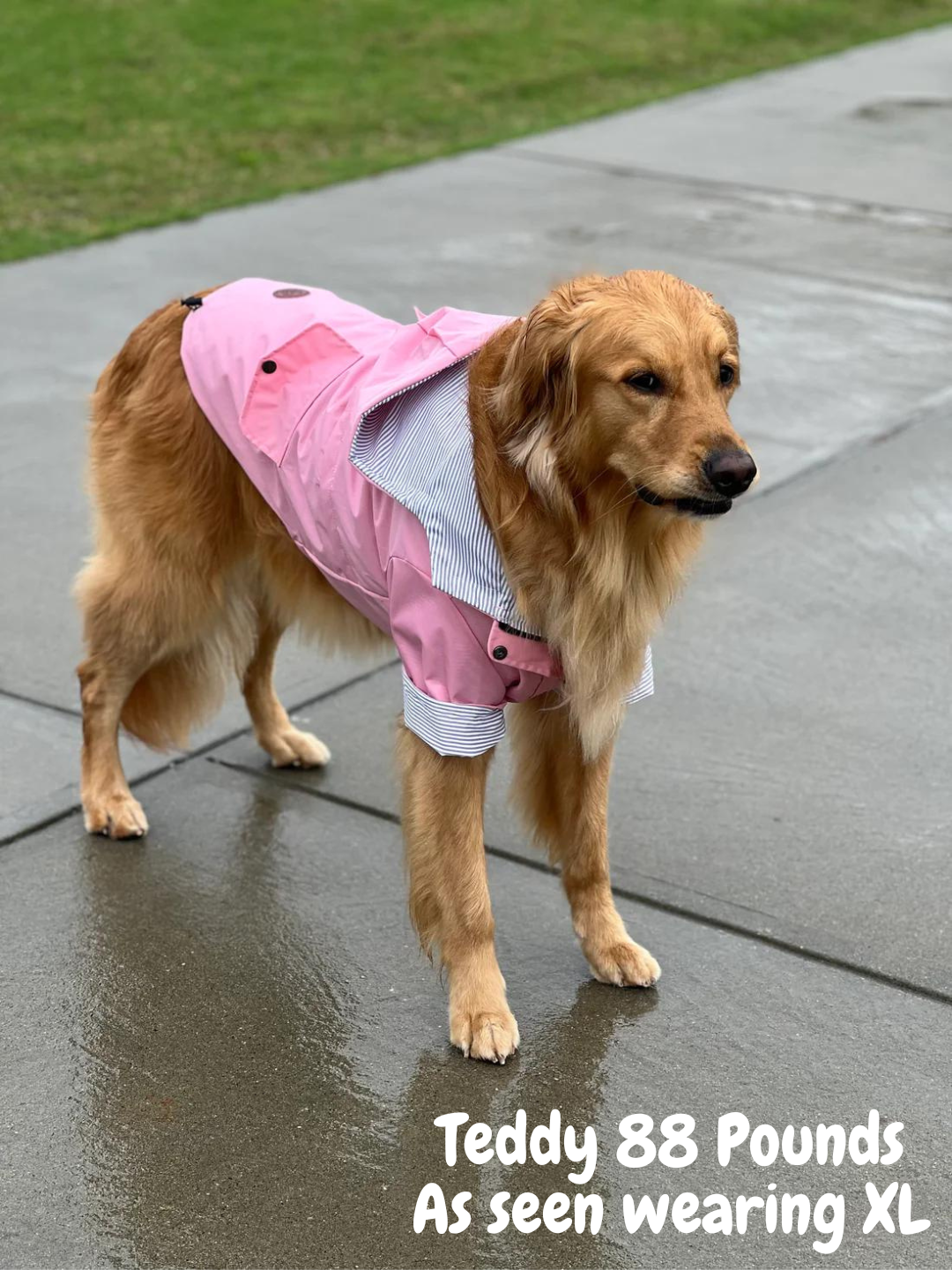 Teddys Designer Dog Rain Jacket – AGuyandAGolden