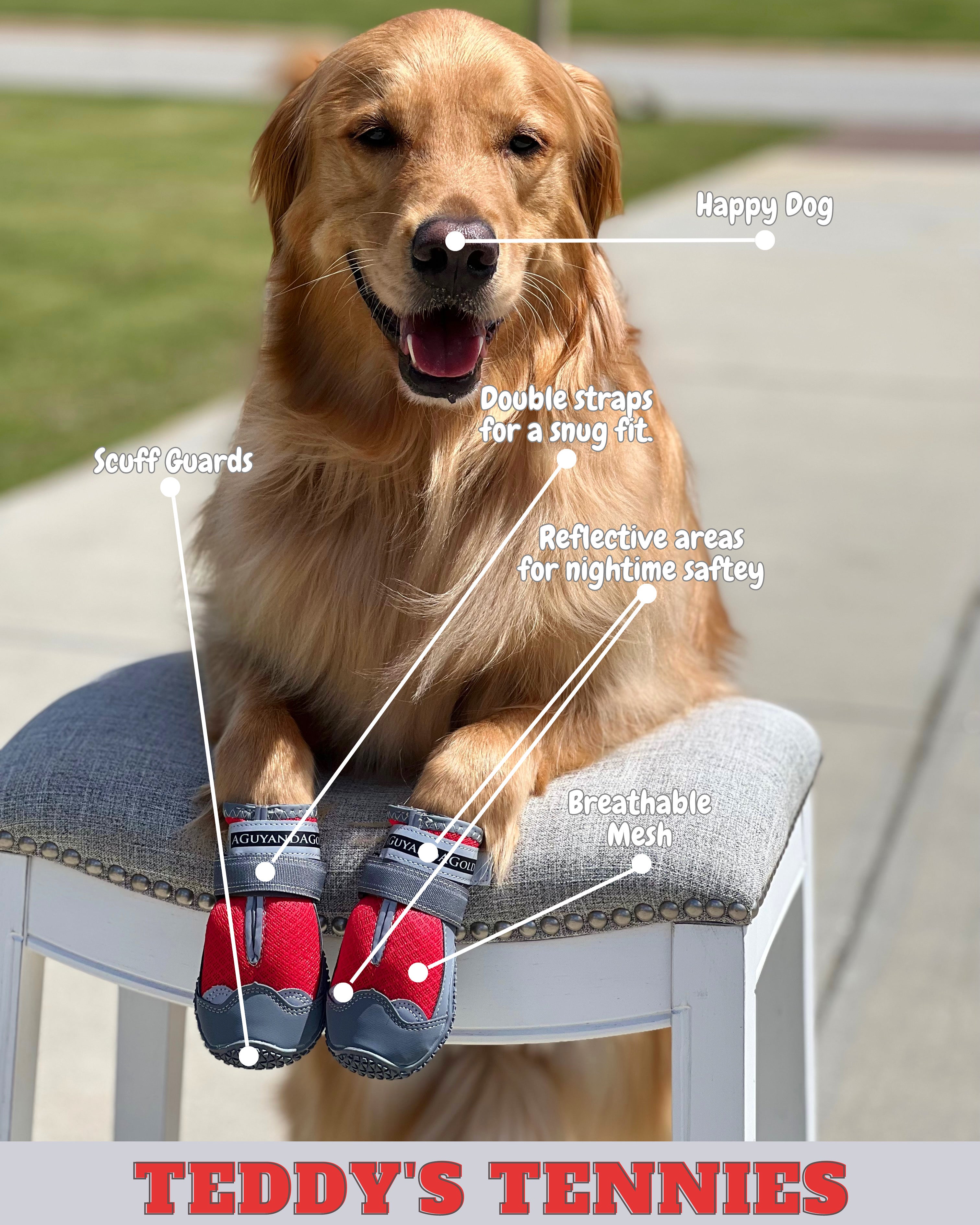 Golden retriever 2025 wearing shoes