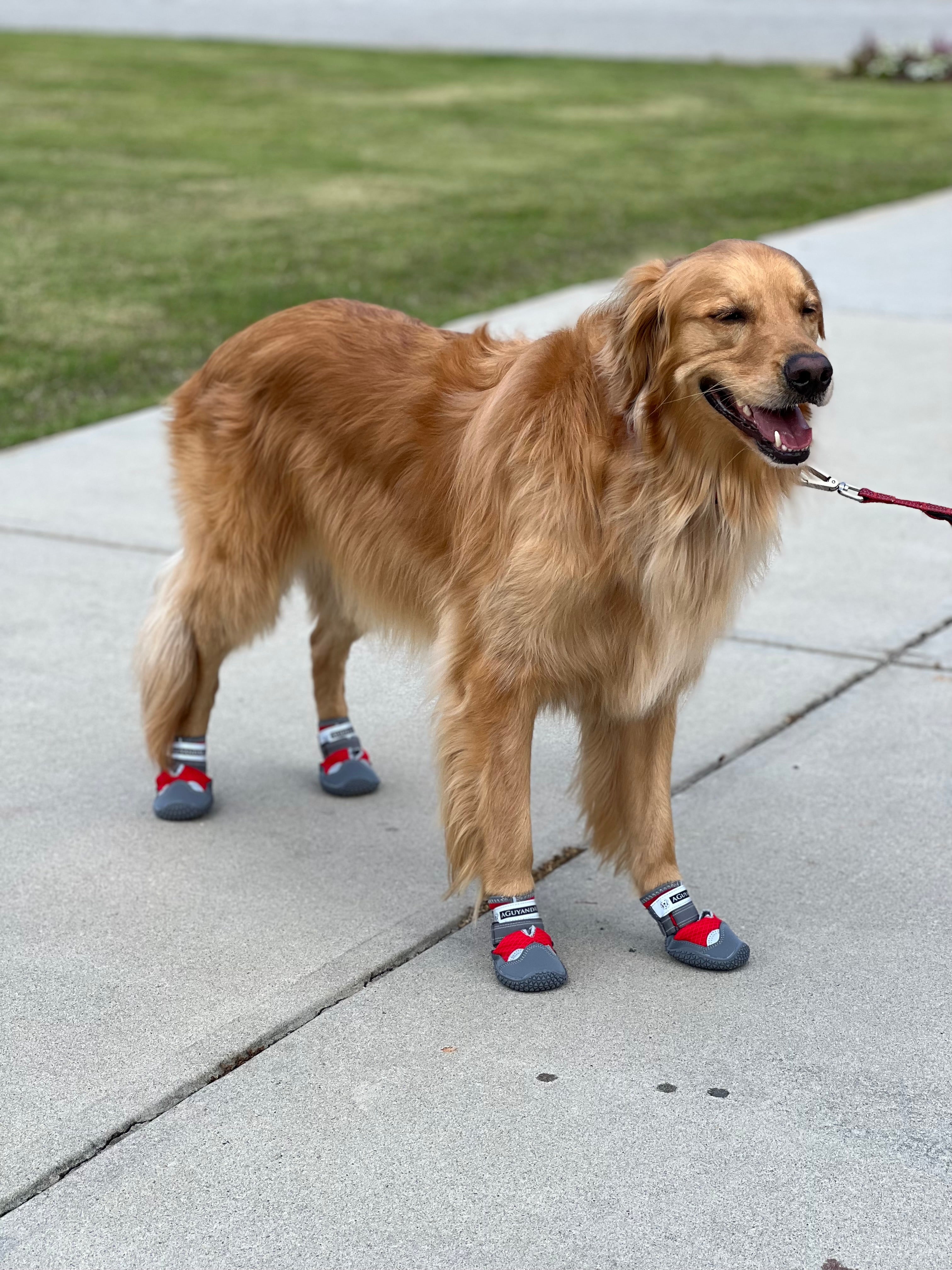 Golden sales retriever shoes